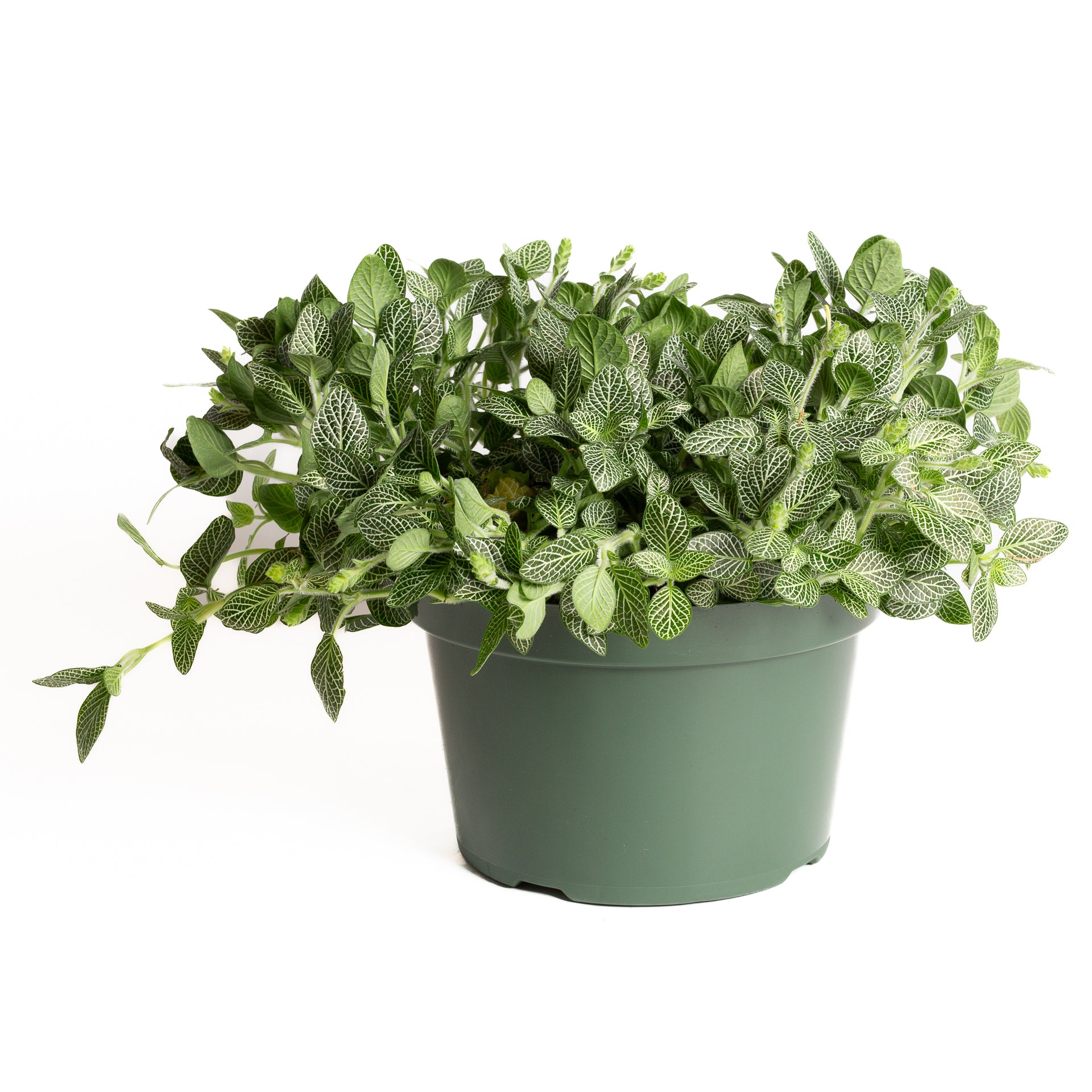 Nerve Plant 'Silver Vein' 8" - Urban Sprouts