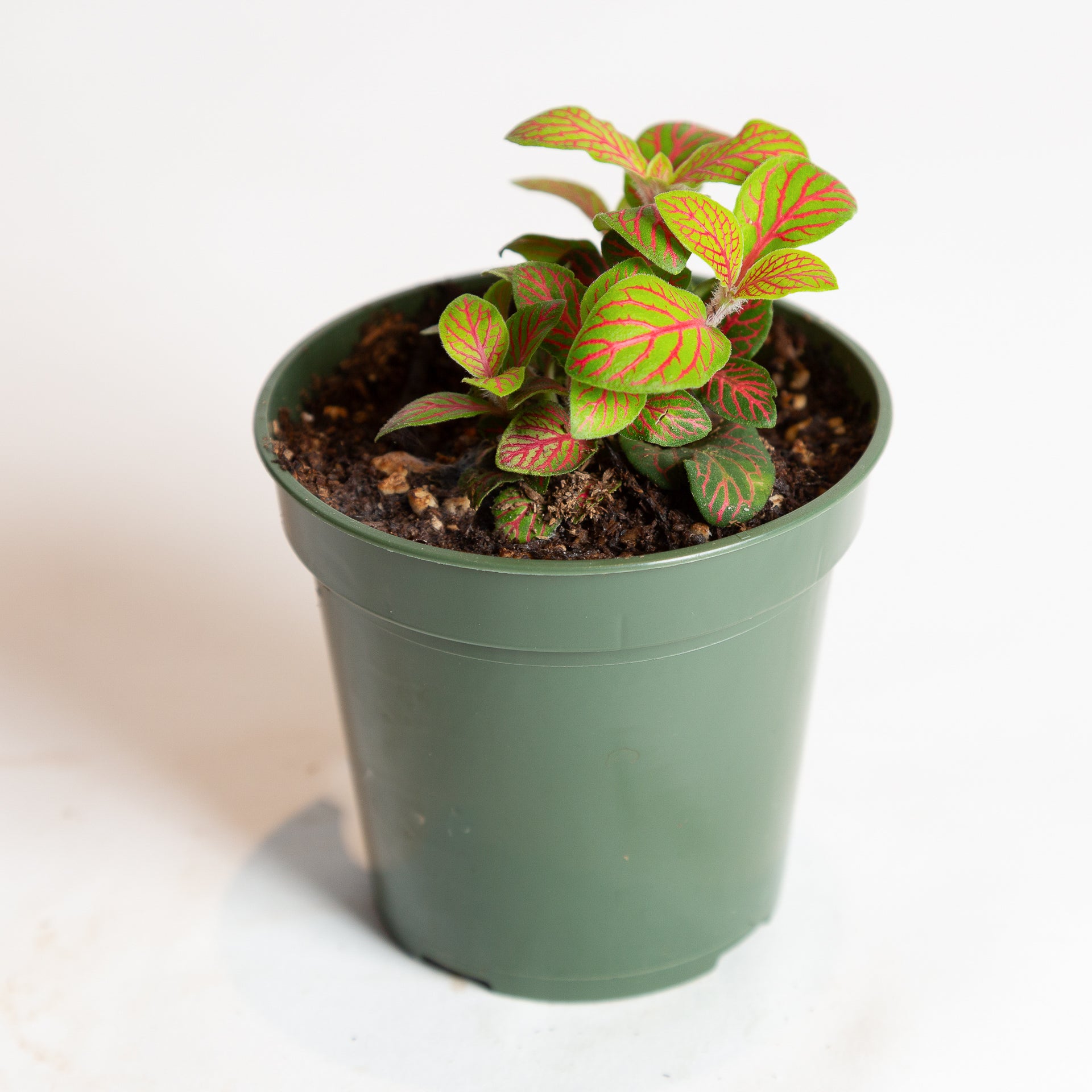 Nerve Plant 'Skeleton' 4" - Urban Sprouts