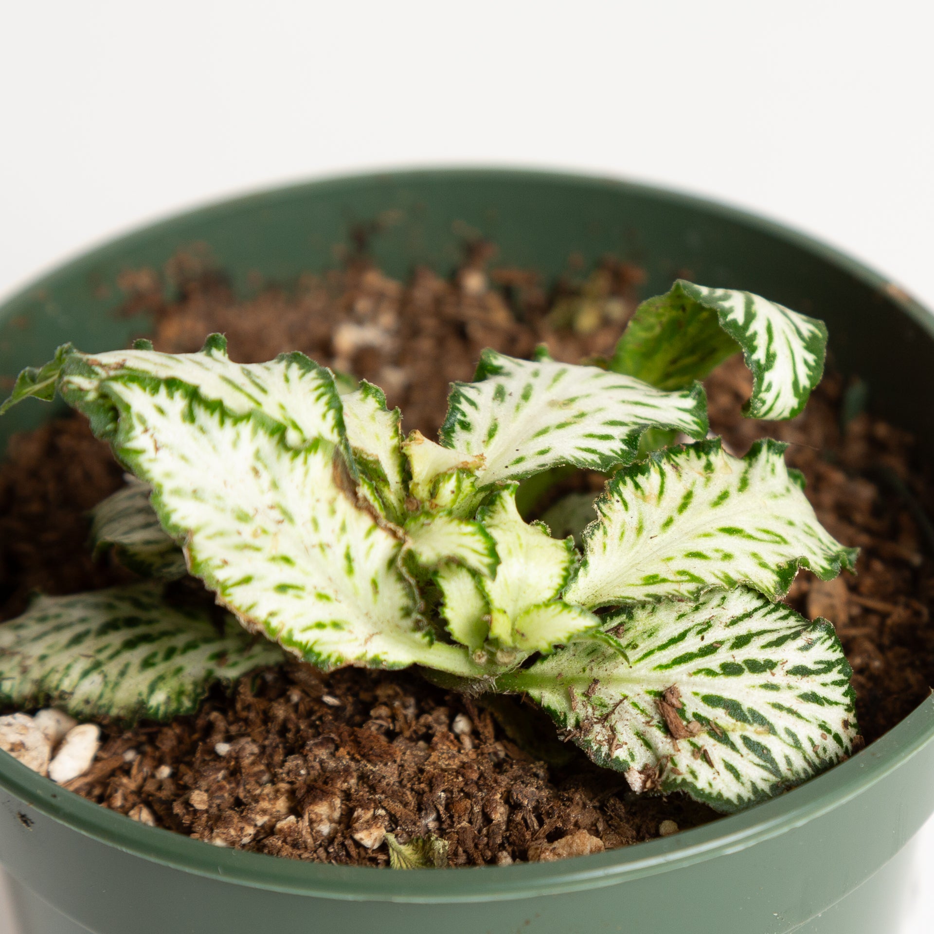 Nerve Plant 'White Tiger' 4" - Urban Sprouts