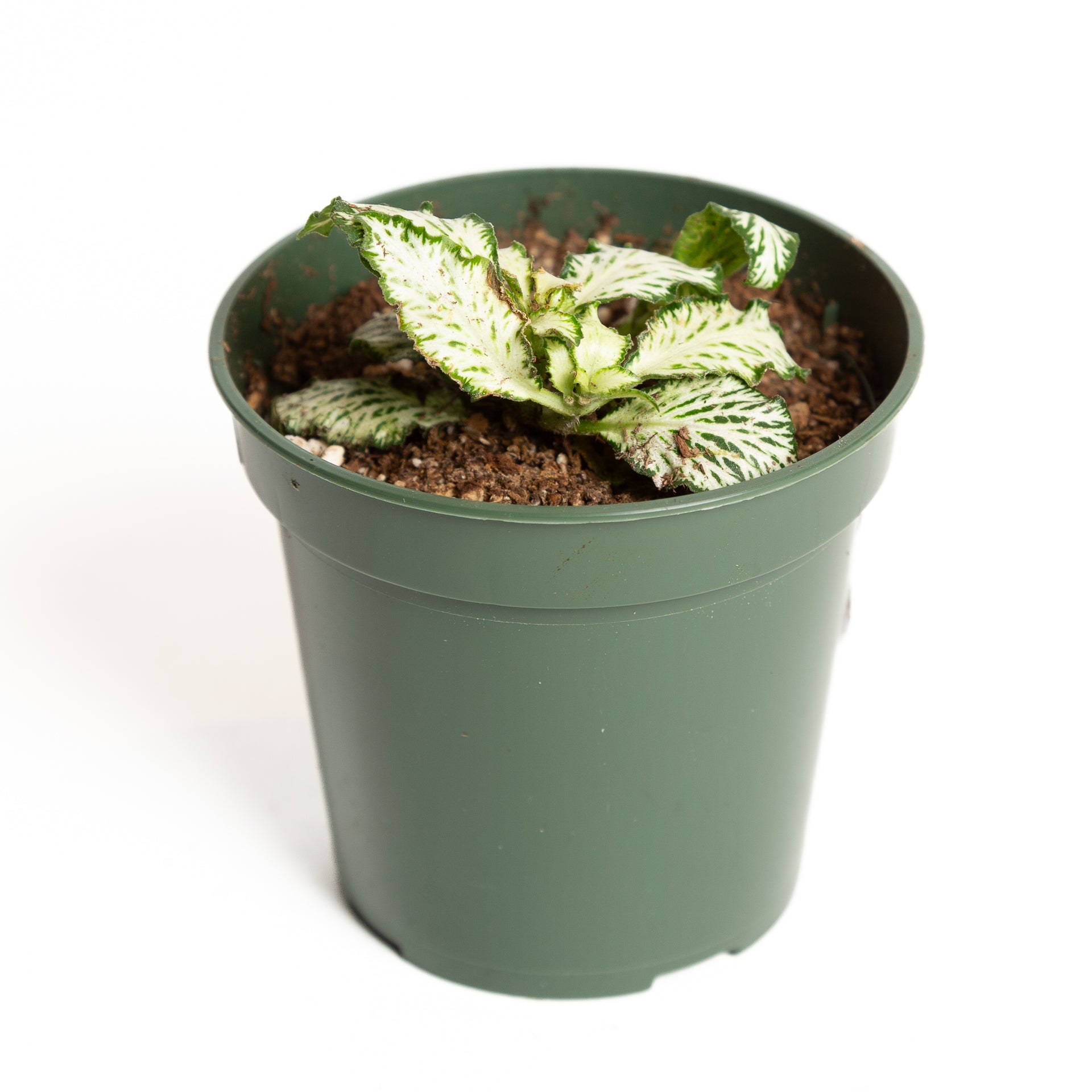 Nerve Plant 'White Tiger' 4" - Urban Sprouts