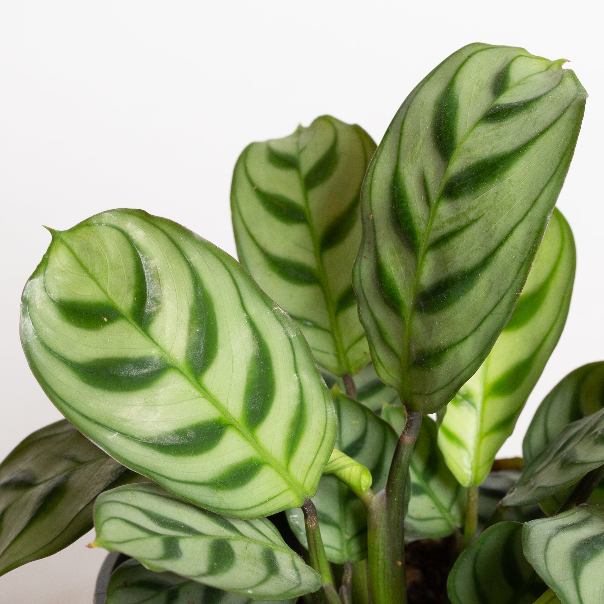 Never Never 'Burle Marx' 4" - Urban Sprouts