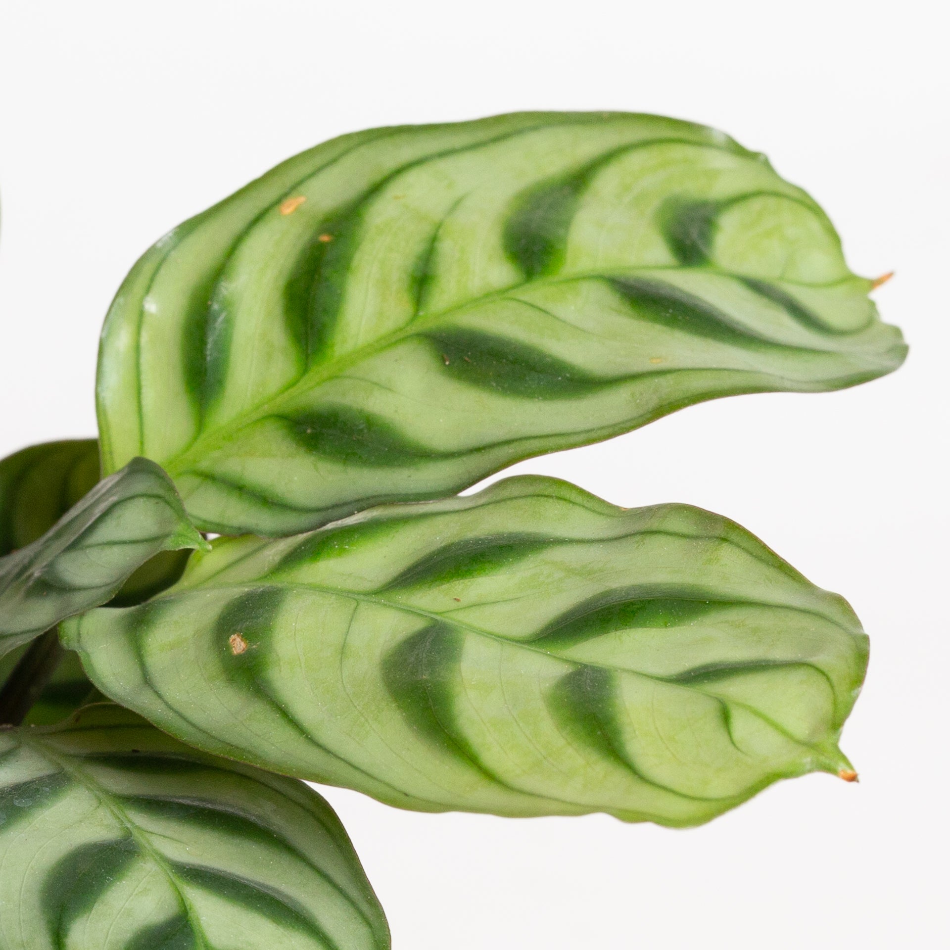 Never Never 'Burle Marx' 4" - Urban Sprouts