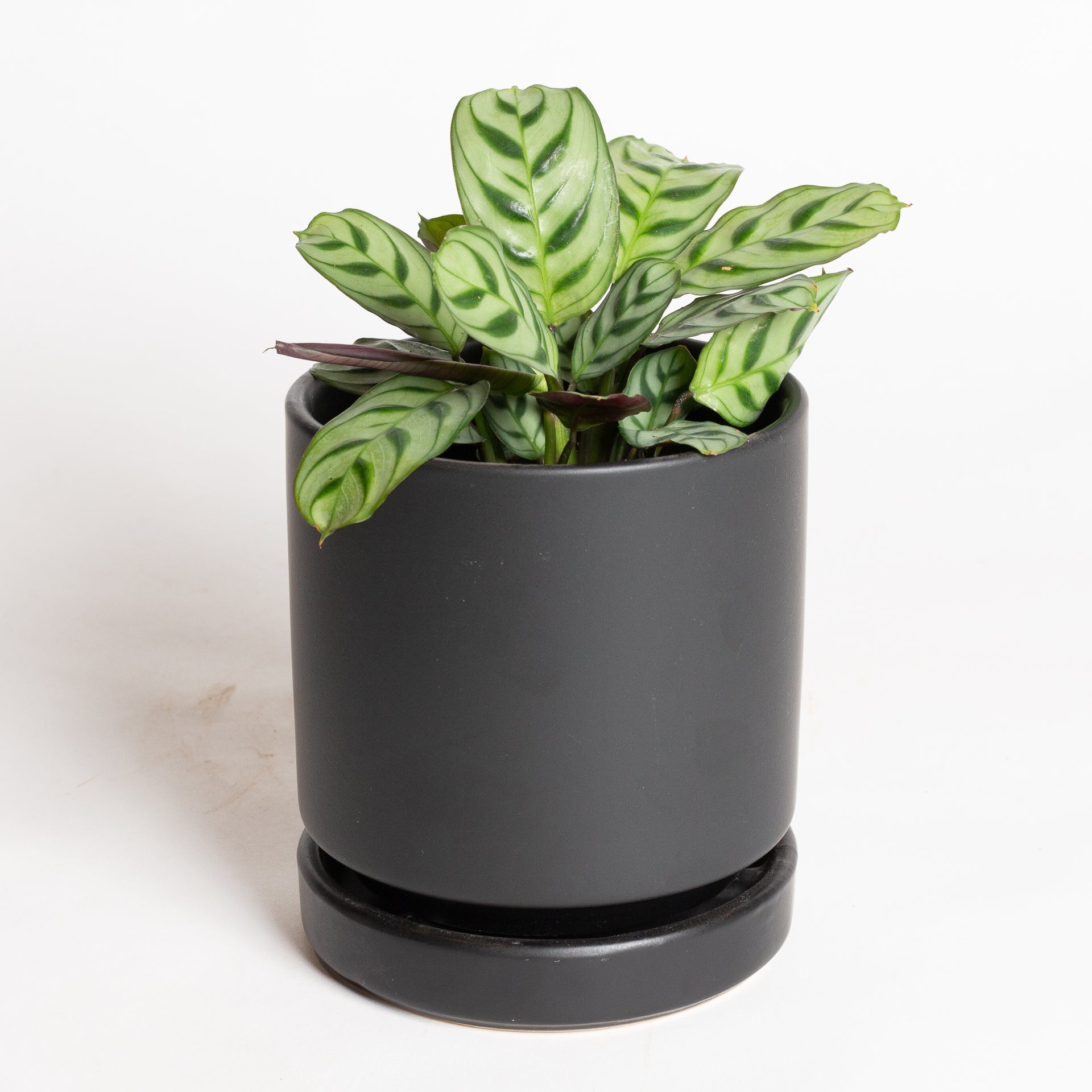 Never Never 'Burle Marx' 4" - Urban Sprouts
