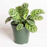 Never Never 'Burle Marx' 4" - Urban Sprouts