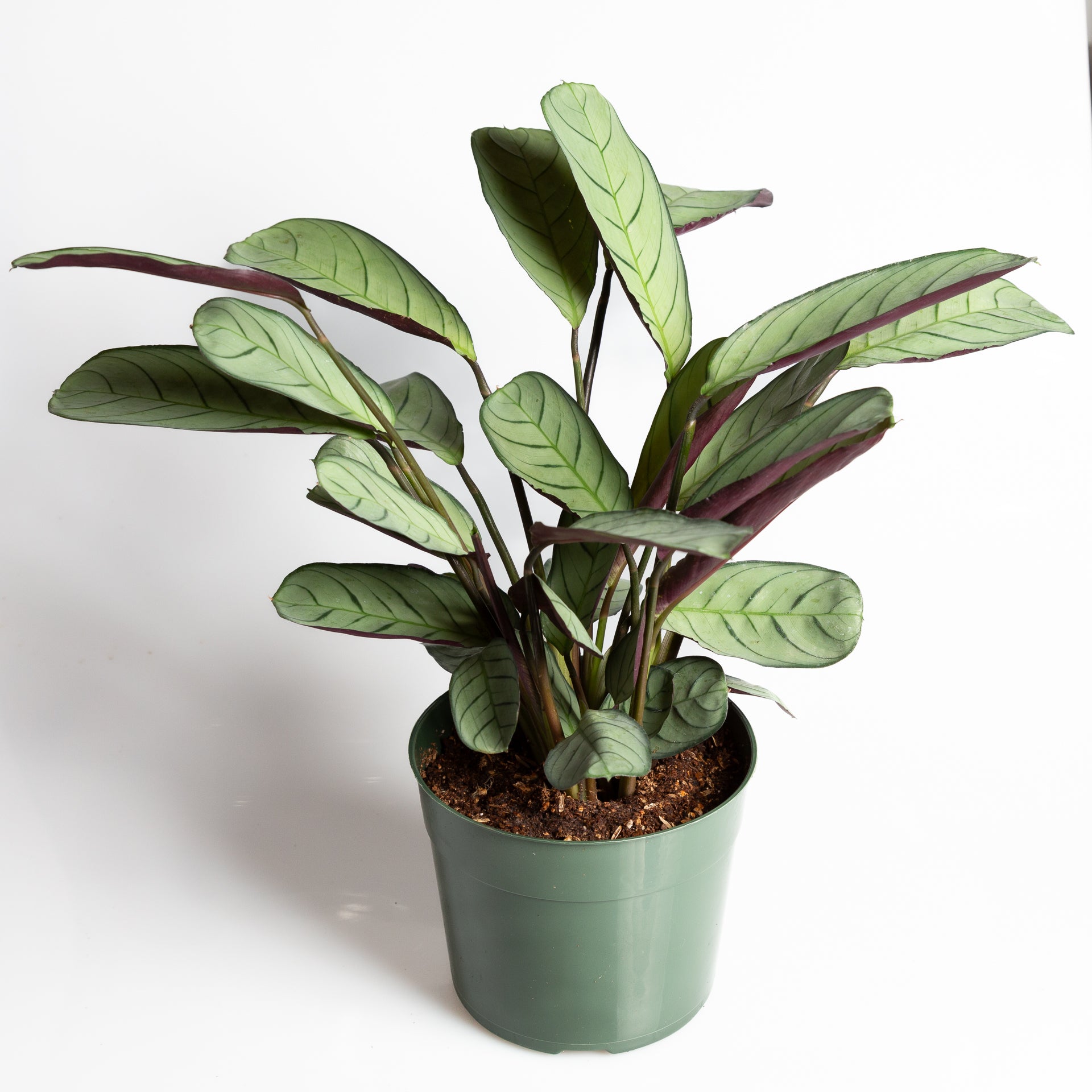 Never Never 'Fishbone' 6" - Urban Sprouts