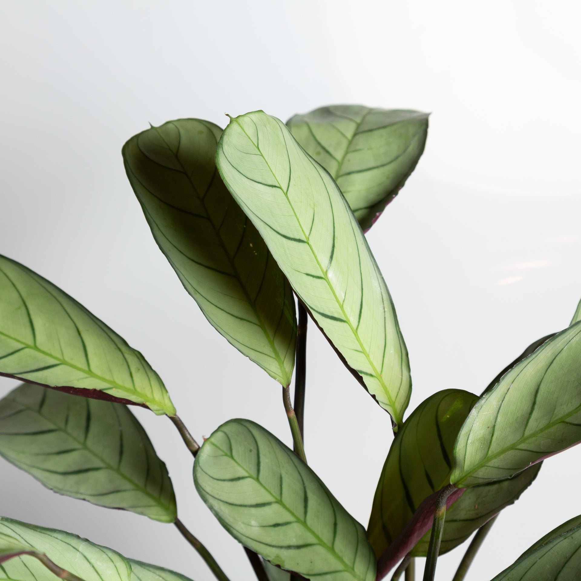 Never Never 'Fishbone' 6" - Urban Sprouts