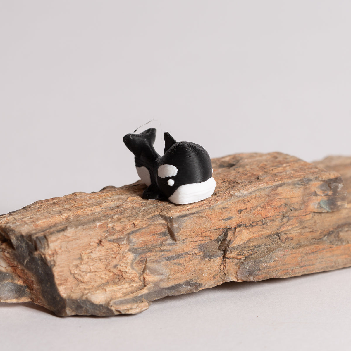 Nori the Orca