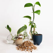 Nursery Blend - Specialty Soil - Urban Sprouts