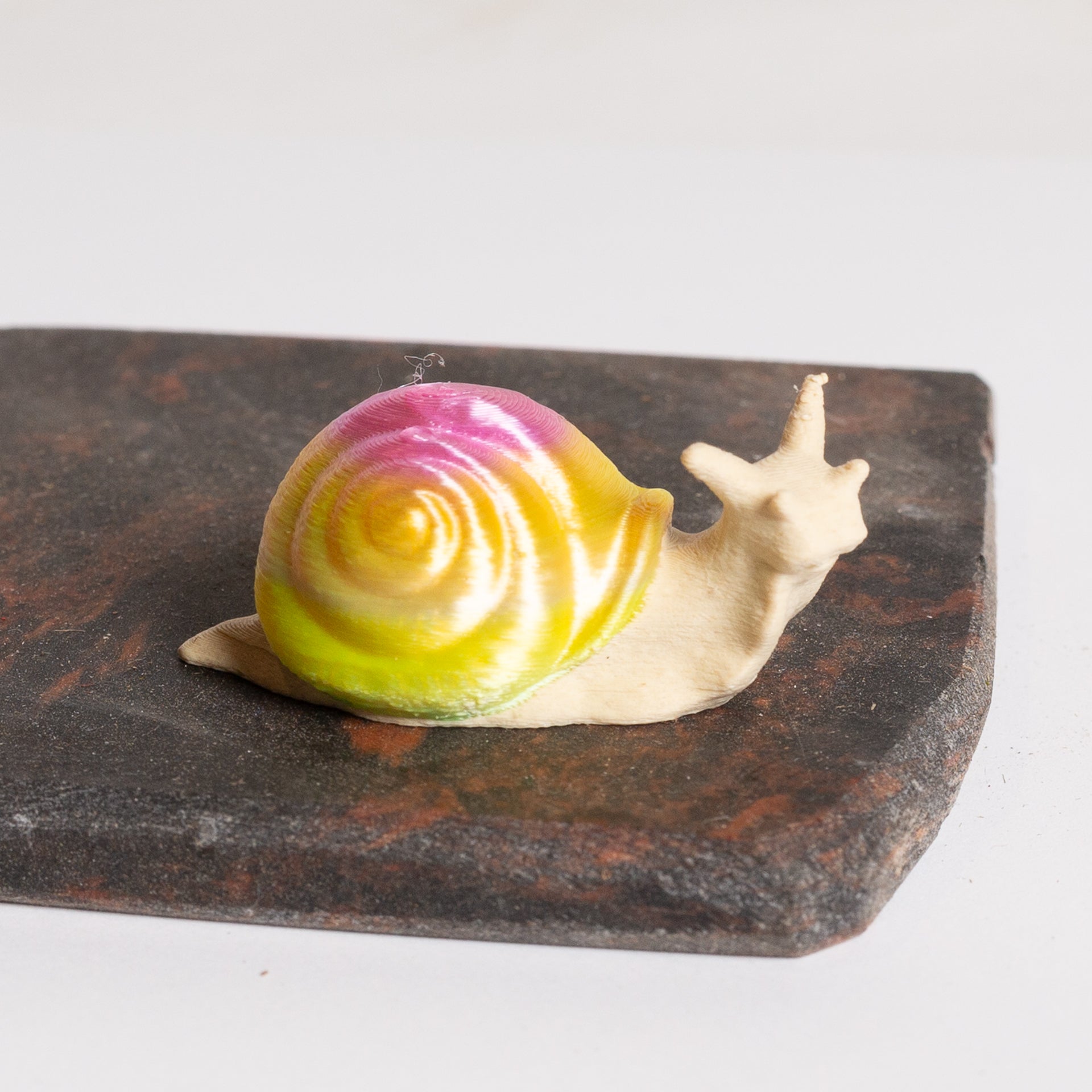 Ombre Snail - Urban Sprouts