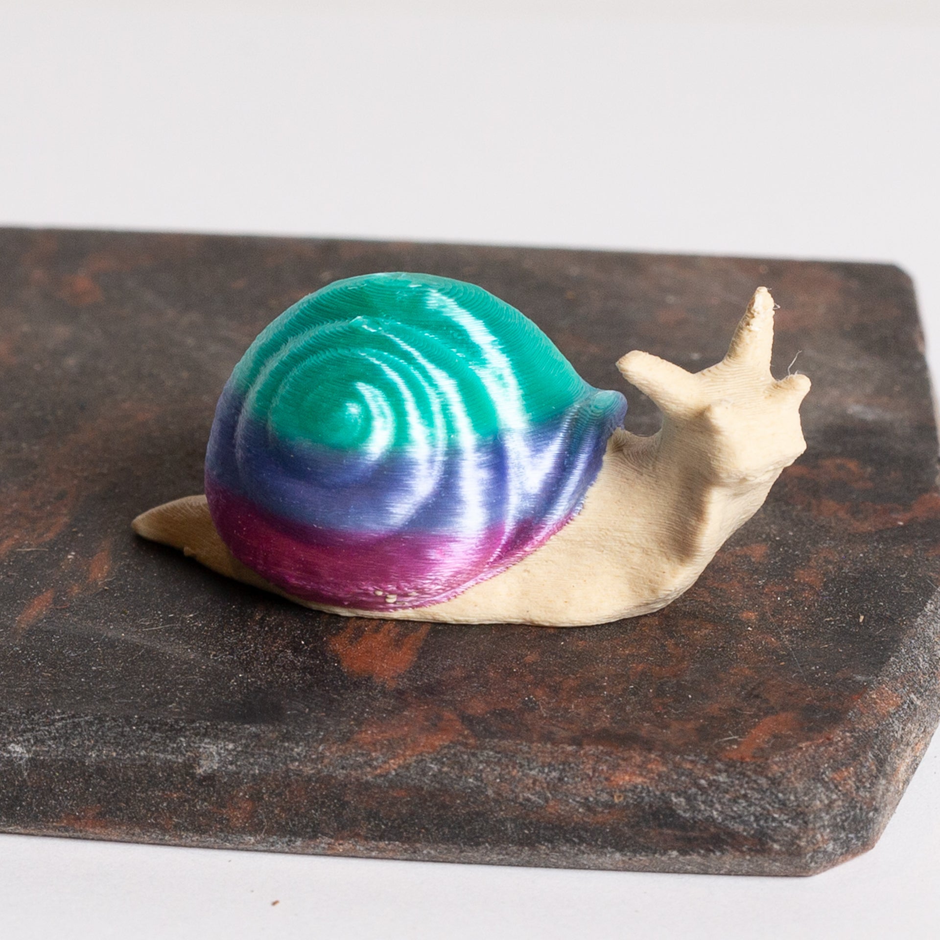 Ombre Snail - Urban Sprouts
