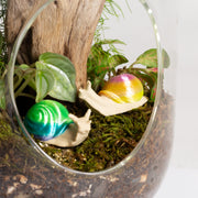 Ombre Snail - Urban Sprouts