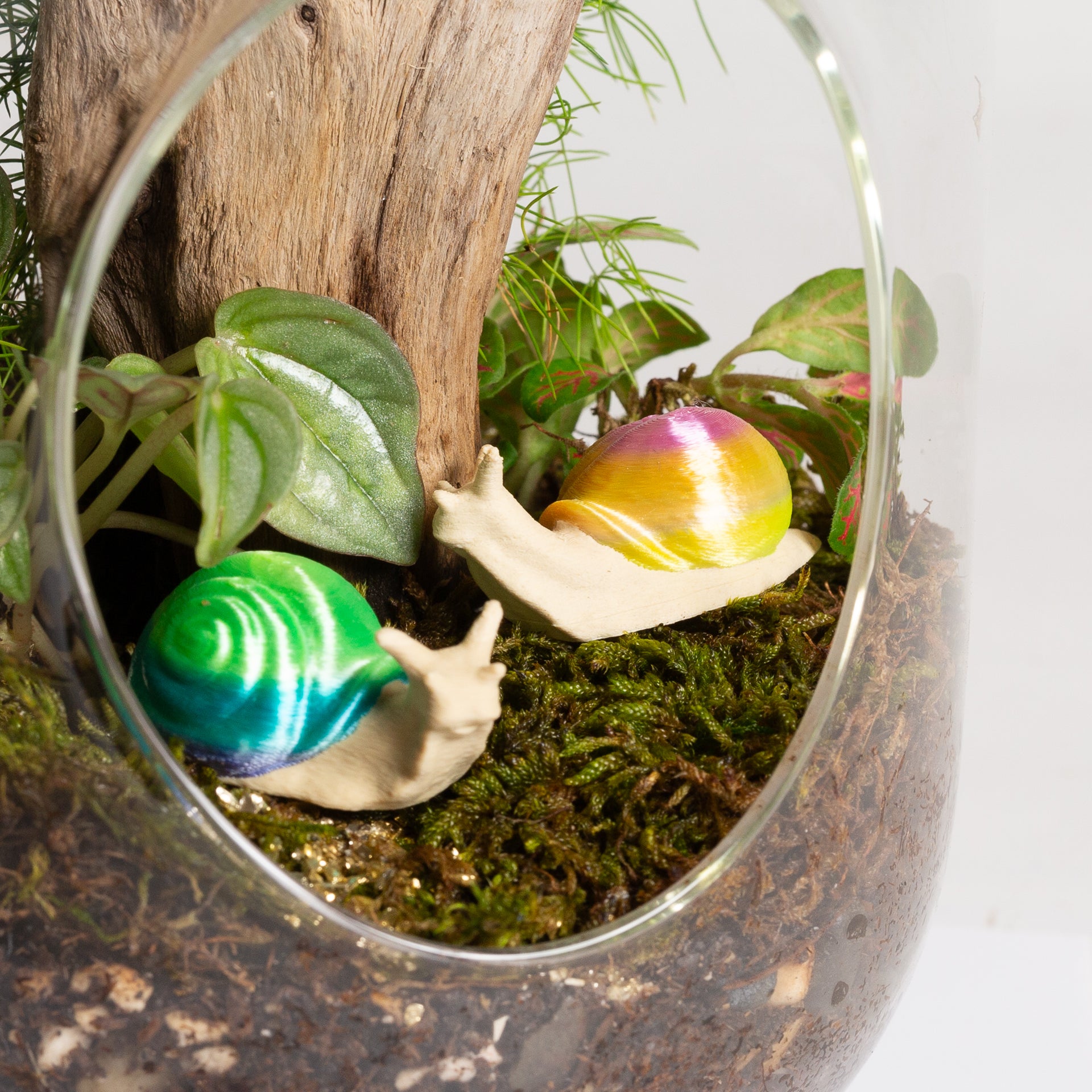 Ombre Snail - Urban Sprouts