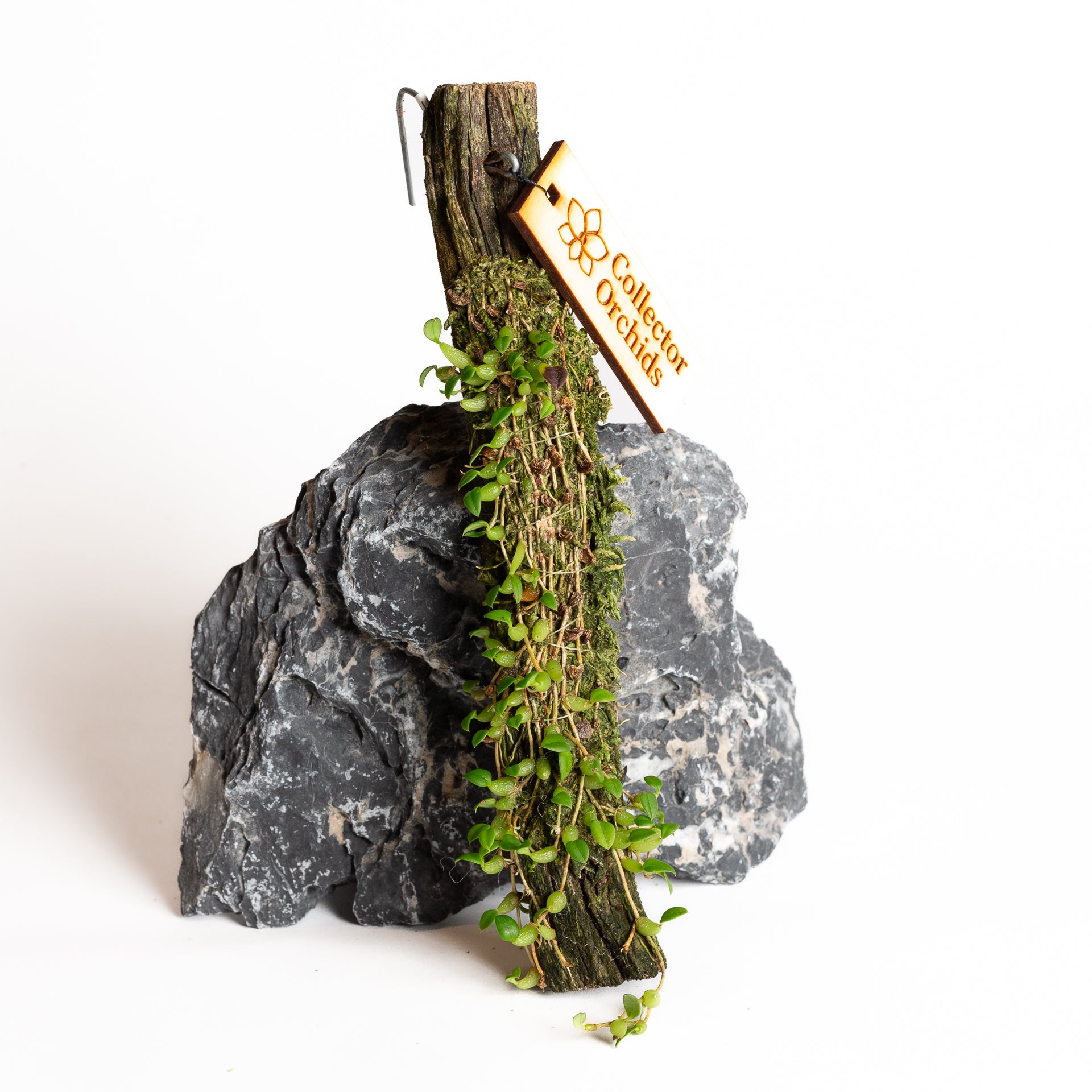 Orchid - Barbosella microphylla - Urban Sprouts