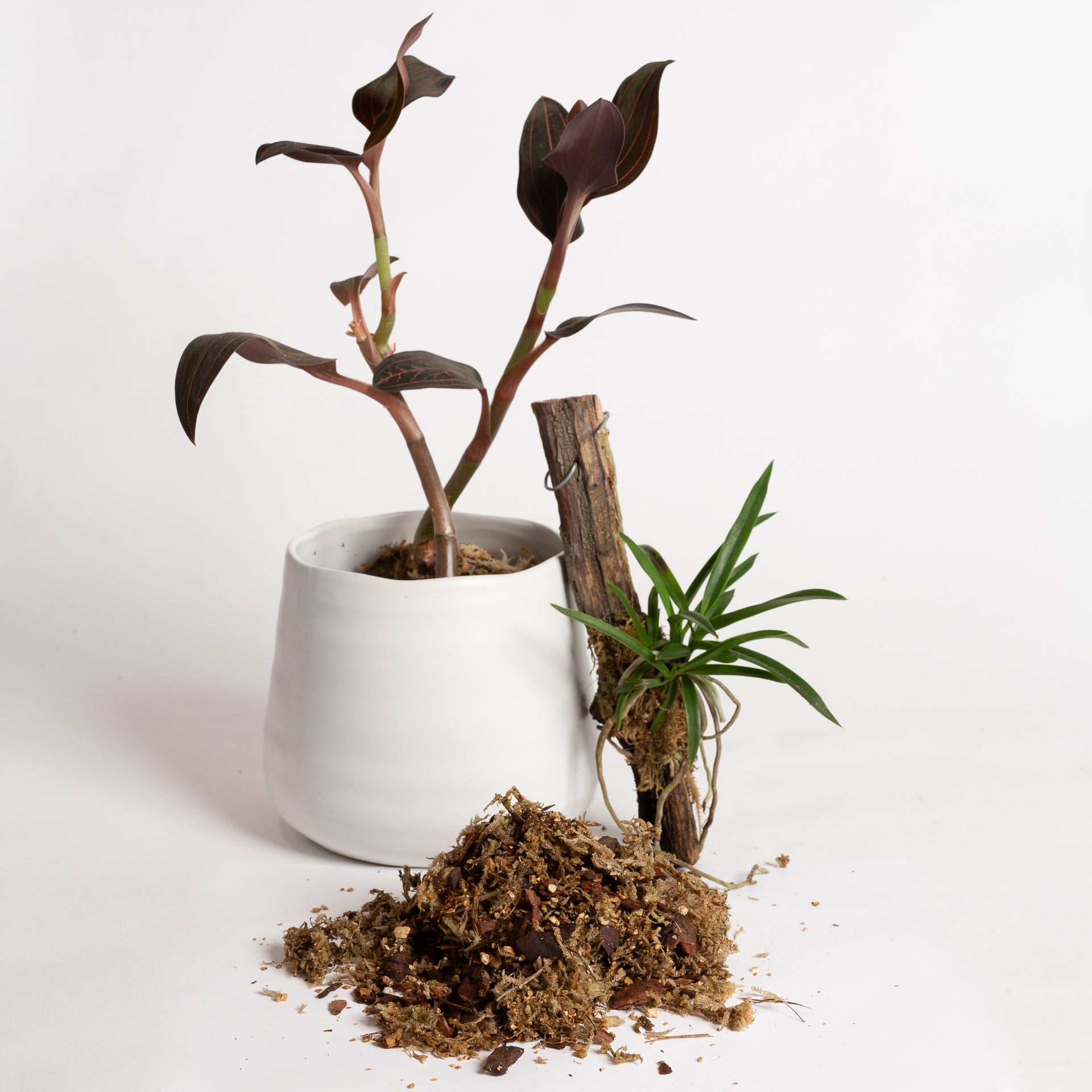 Orchid Blend - Specialty Soil - Urban Sprouts