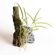 Orchid - Brassavola reginae - Urban Sprouts