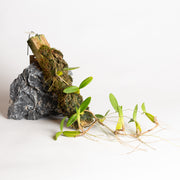 Orchid - Bulbophyllum falcatum (Madegascar) - Urban Sprouts