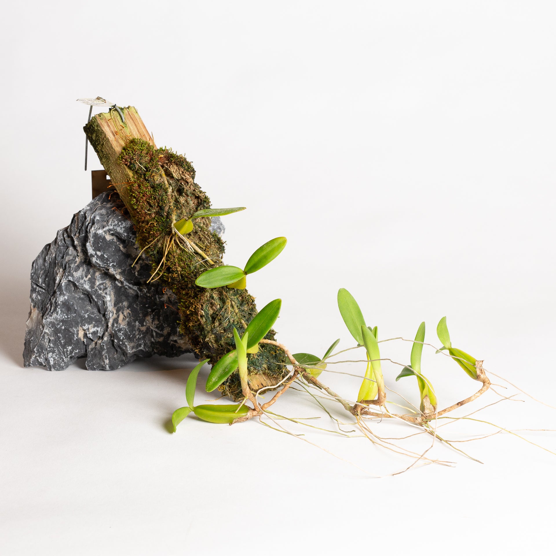 Orchid - Bulbophyllum falcatum (Madegascar) - Urban Sprouts