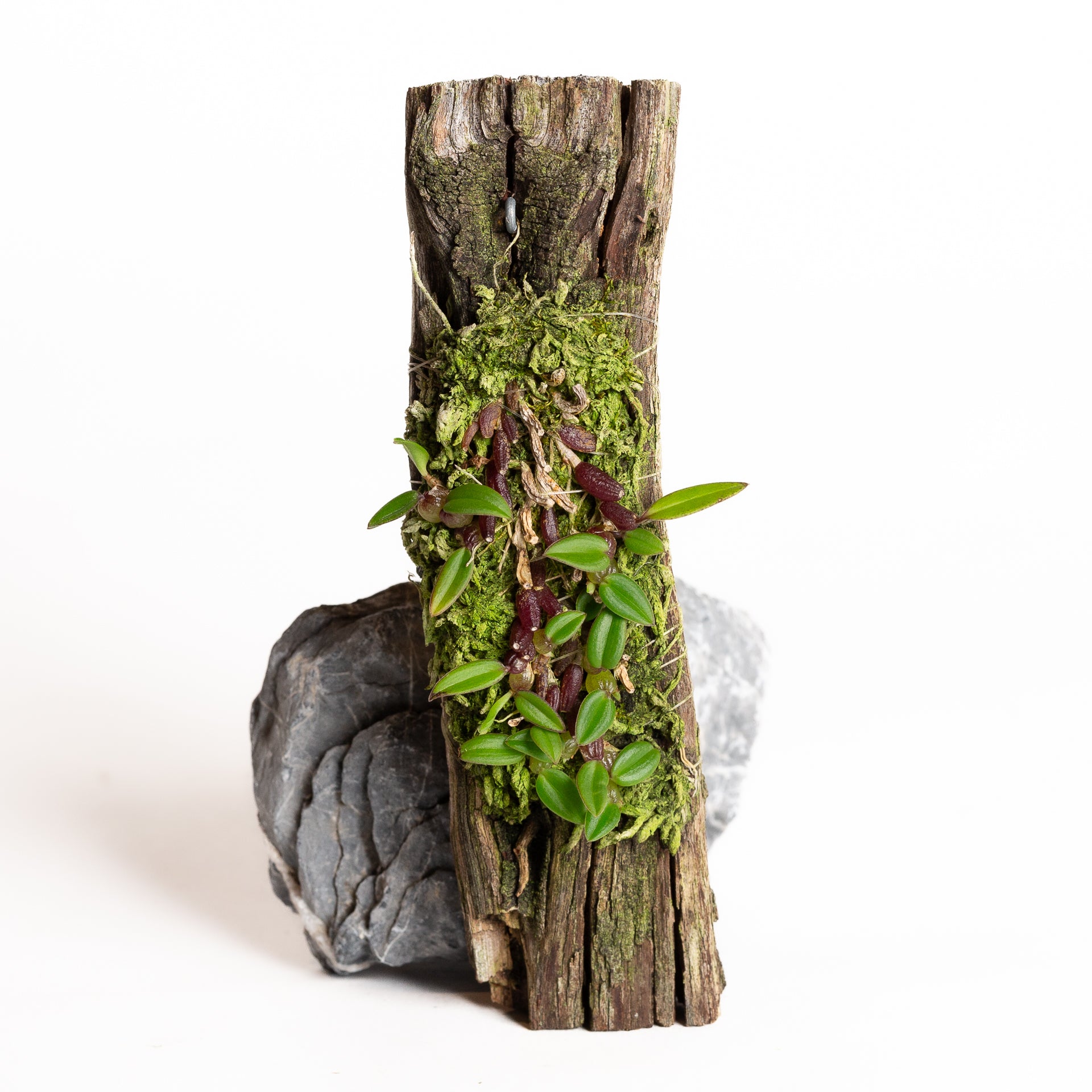 Orchid - Bulbophyllum triarstetella (intersitum) - Urban Sprouts