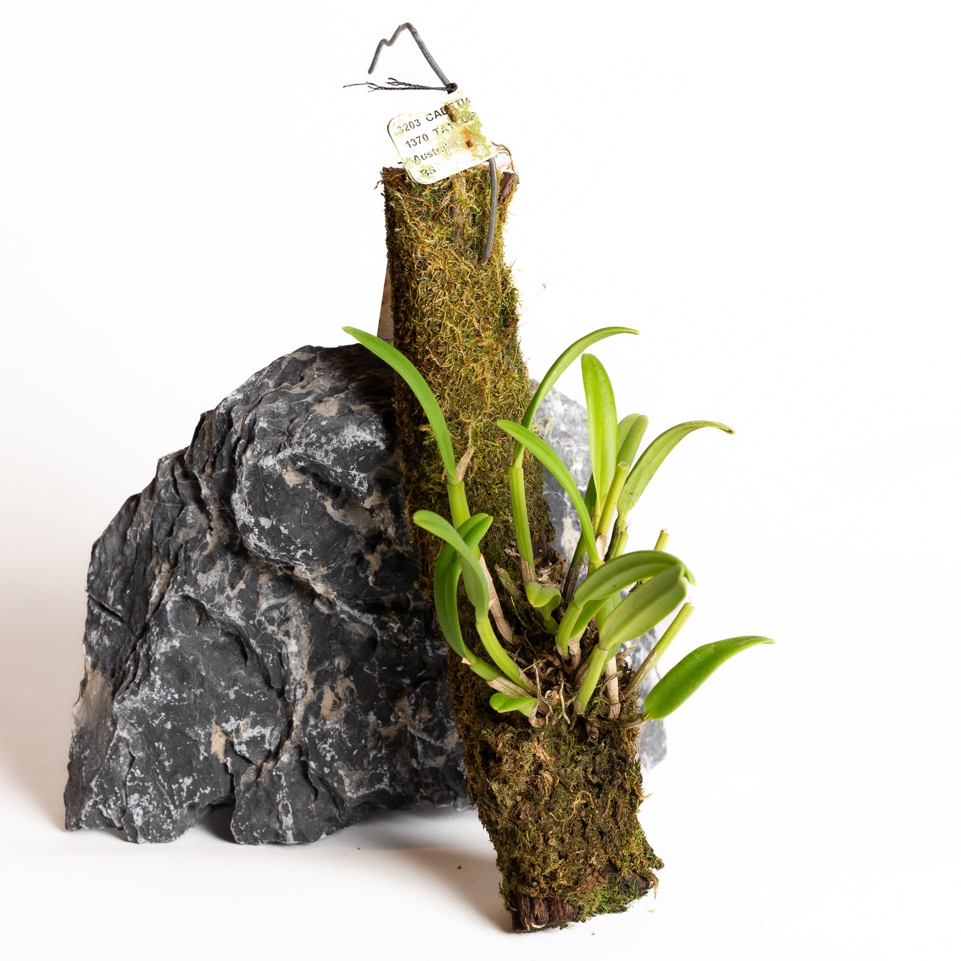 Orchid - Cadetia taylori - Urban Sprouts