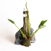 Orchid - Ceratostylis backeri (Java) - Urban Sprouts