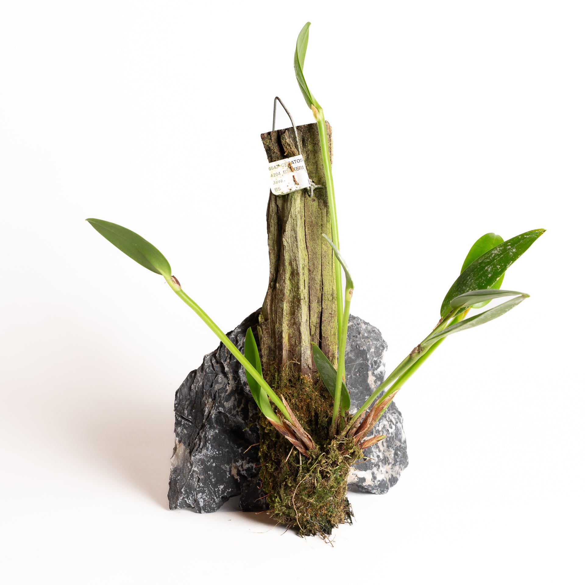 Orchid - Ceratostylis backeri (Java) - Urban Sprouts