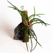 Orchid - Ceratostylis incognita - Urban Sprouts