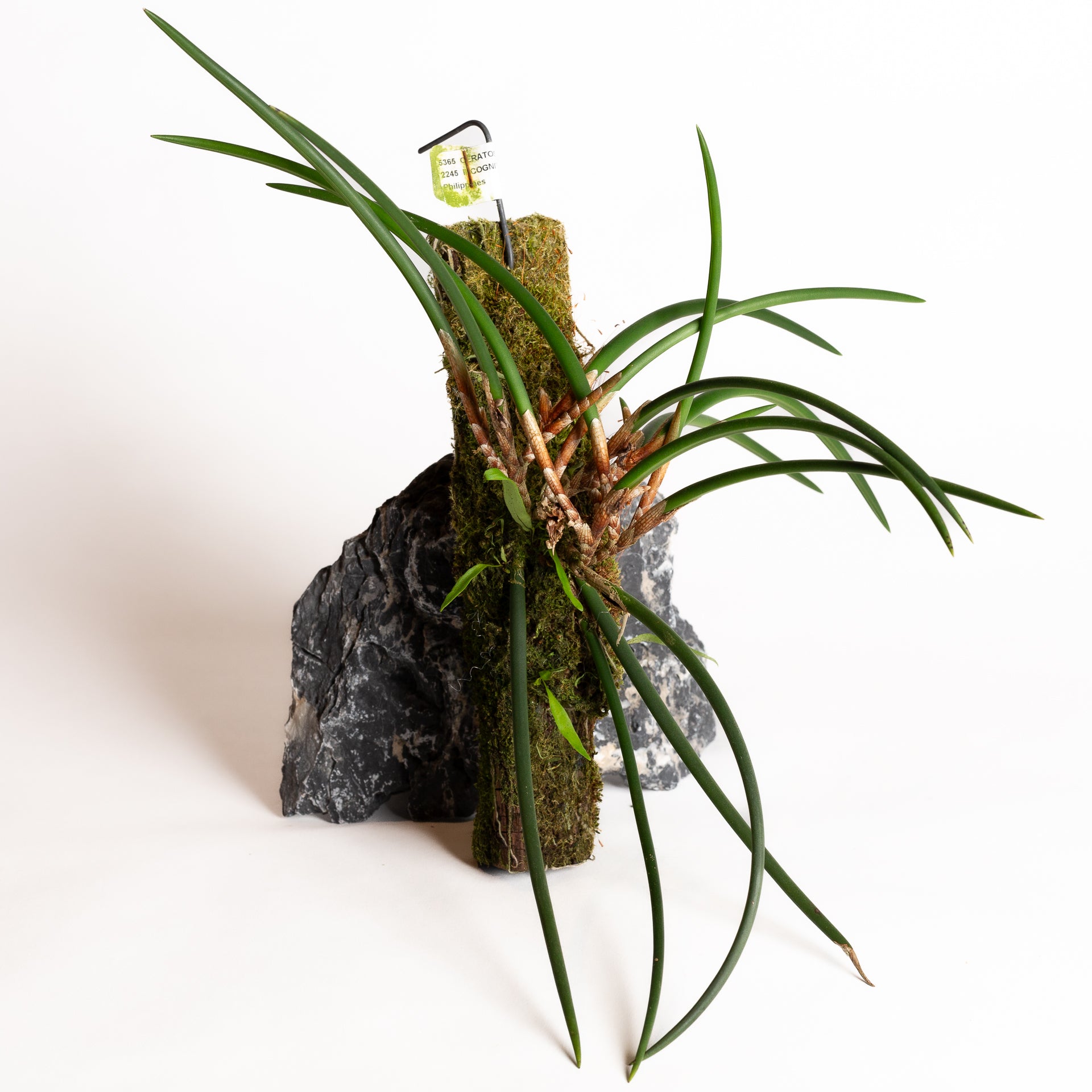 Orchid - Ceratostylis incognita - Urban Sprouts