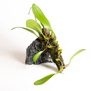 Orchid - Cirrhopetalum curtsii - Urban Sprouts