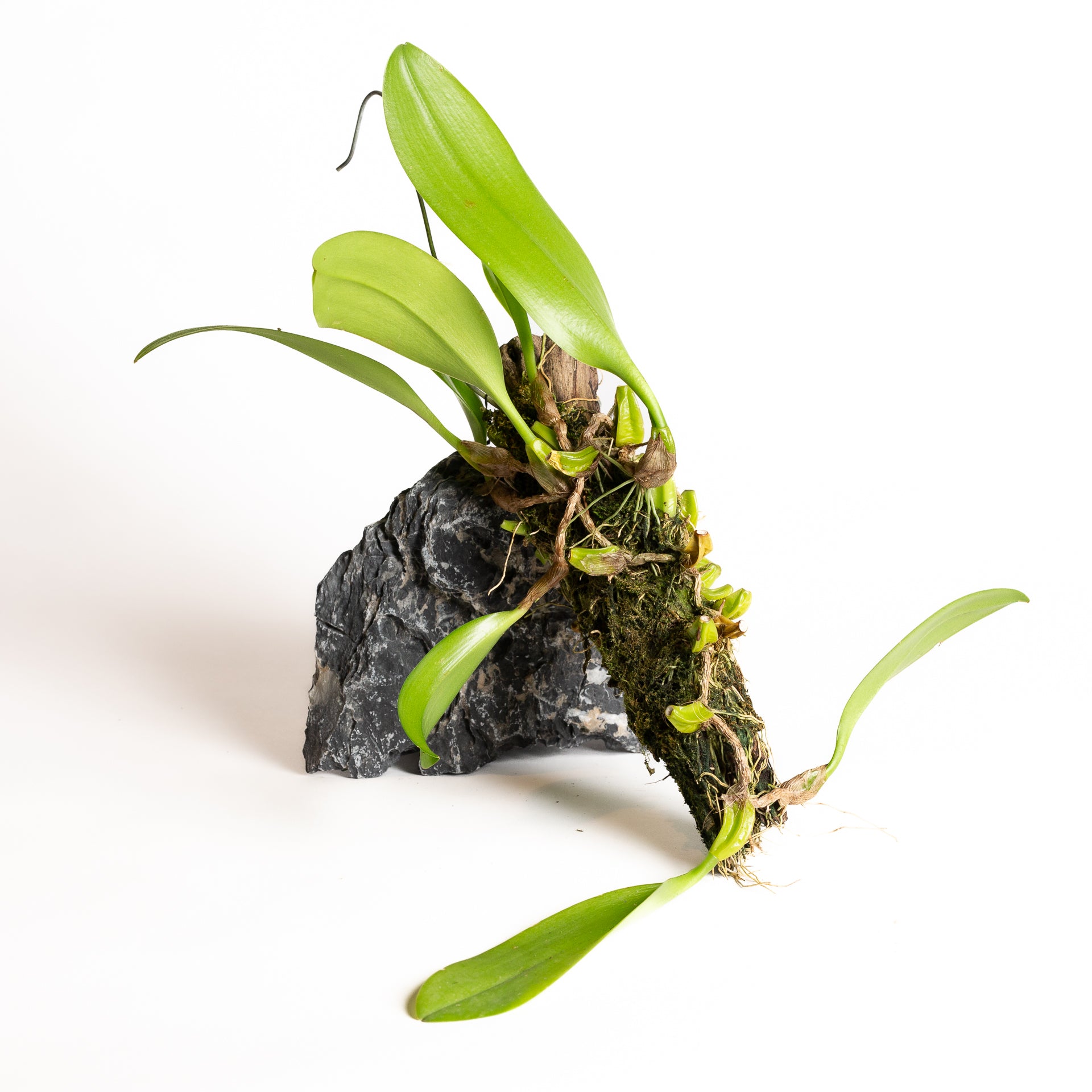 Orchid - Cirrhopetalum curtsii - Urban Sprouts