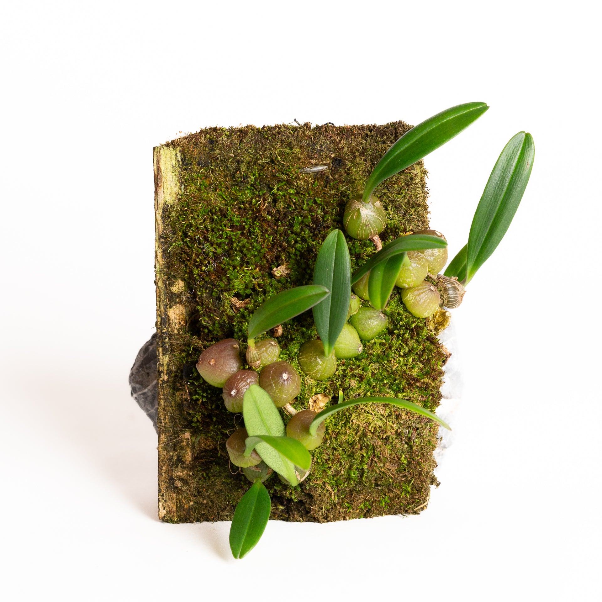 Orchid - Cirrhopetalum sp. (stubby yellow flower pink bulb) - Urban Sprouts