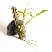 Orchid - Dendrobium secundum - Urban Sprouts