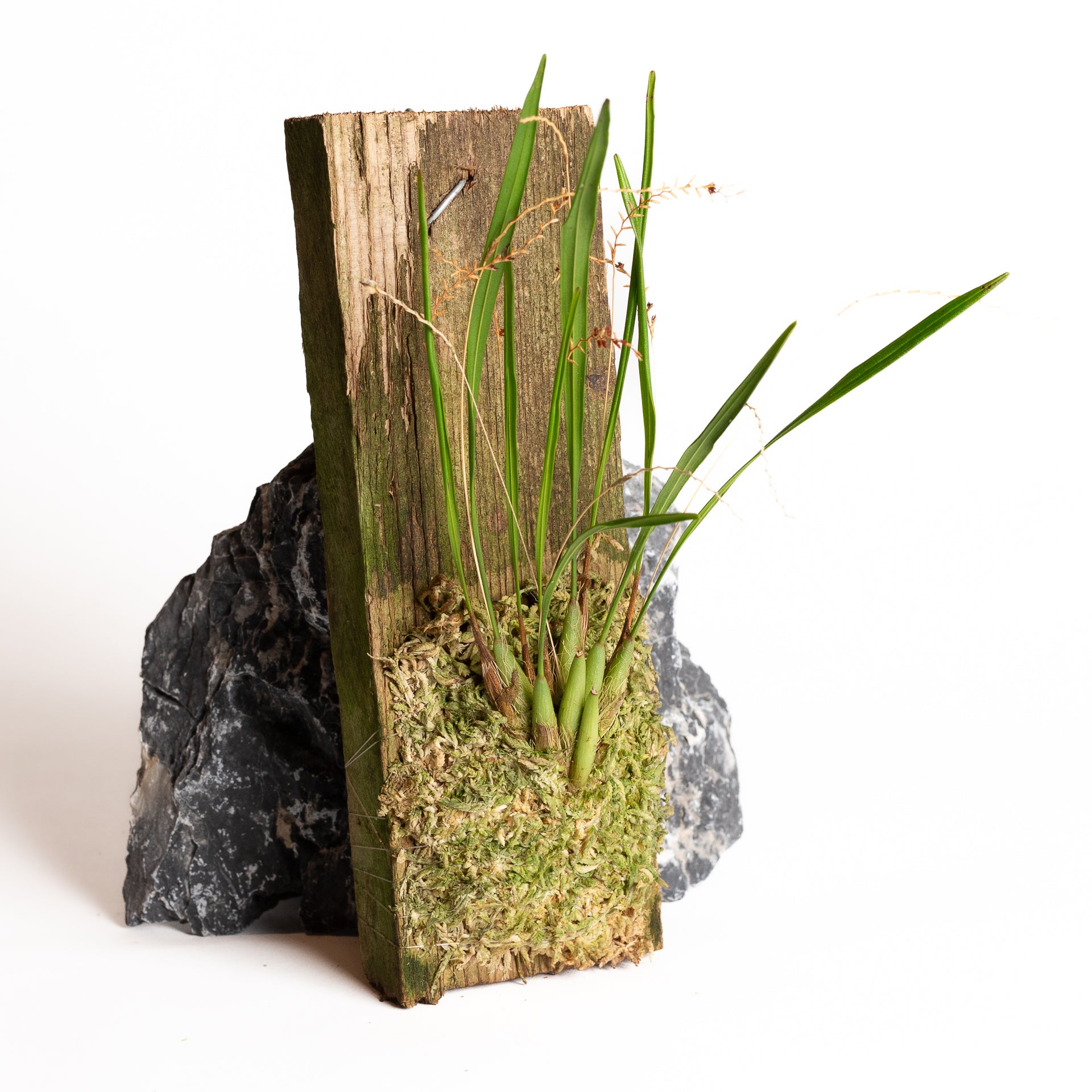 Orchid - Dendrochilum (small species) (Malaysia) - Urban Sprouts