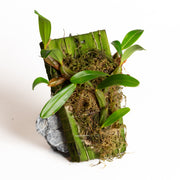 Orchid - Epigeneium nakahrae - Urban Sprouts