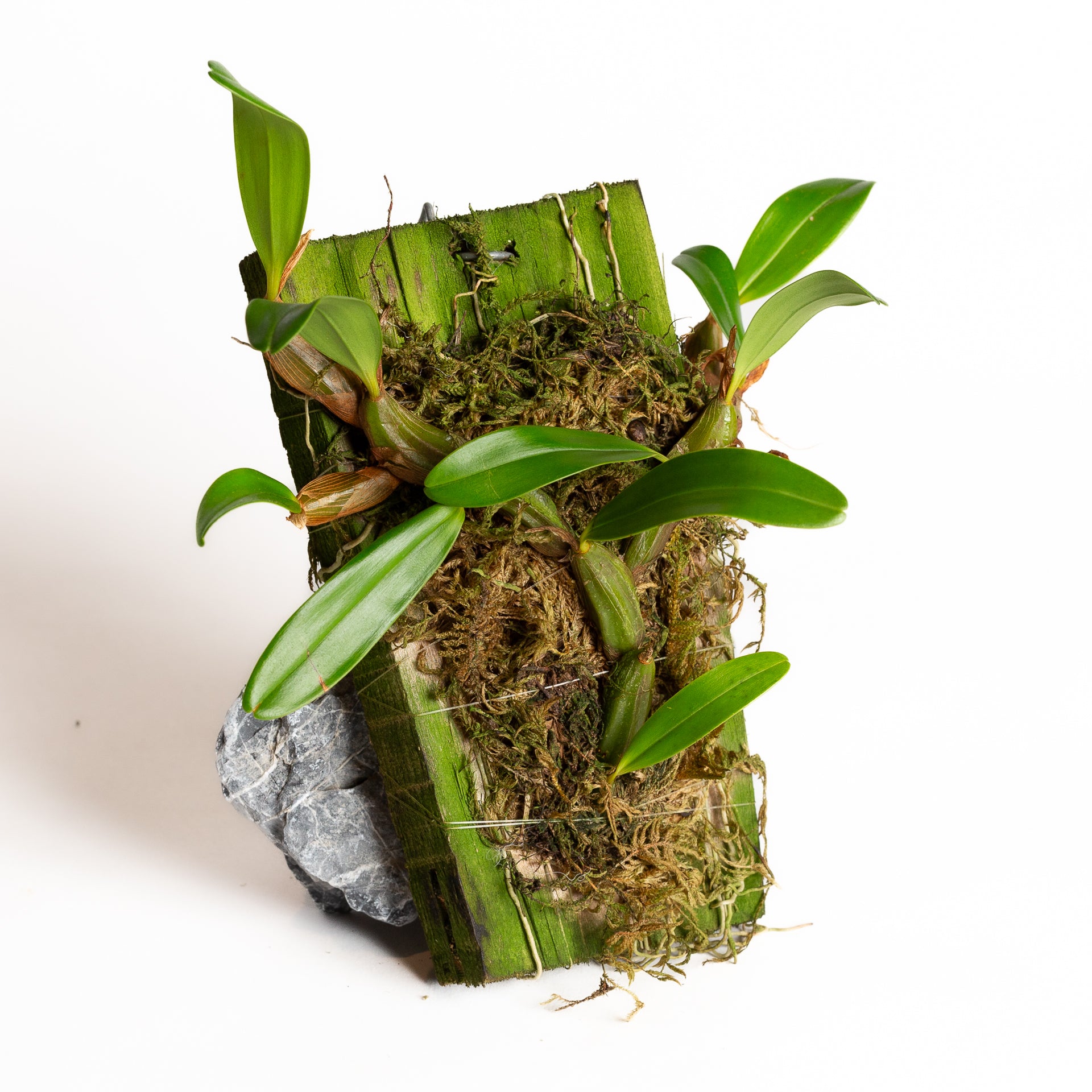 Orchid - Epigeneium nakahrae - Urban Sprouts