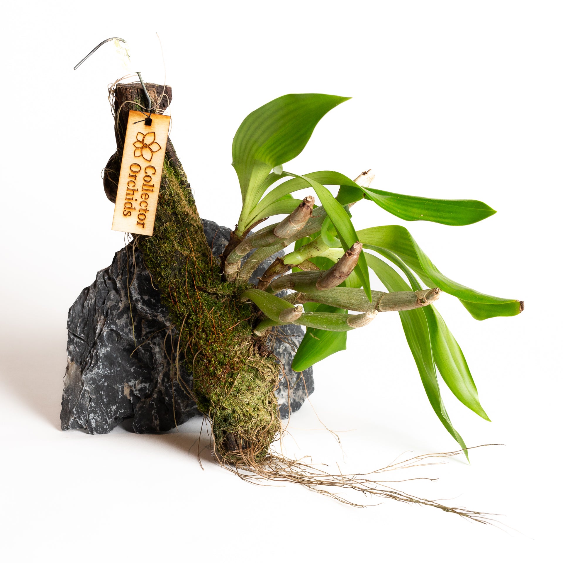 Orchid - Eria flava - Urban Sprouts