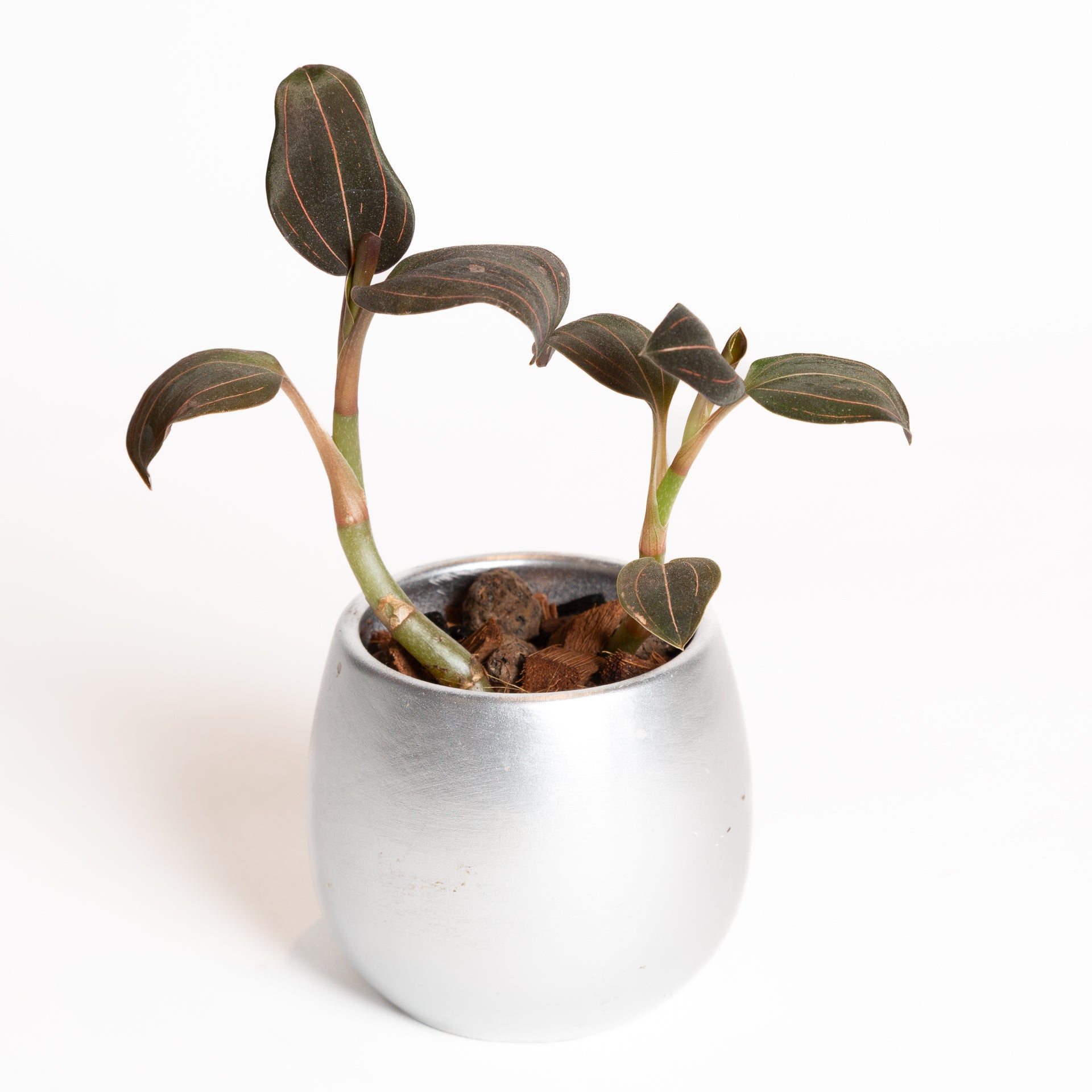 Orchid 'Jewel' 4" - Urban Sprouts