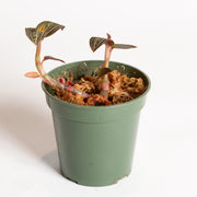 Orchid 'Jewel - Jewelyana' 4" - Urban Sprouts