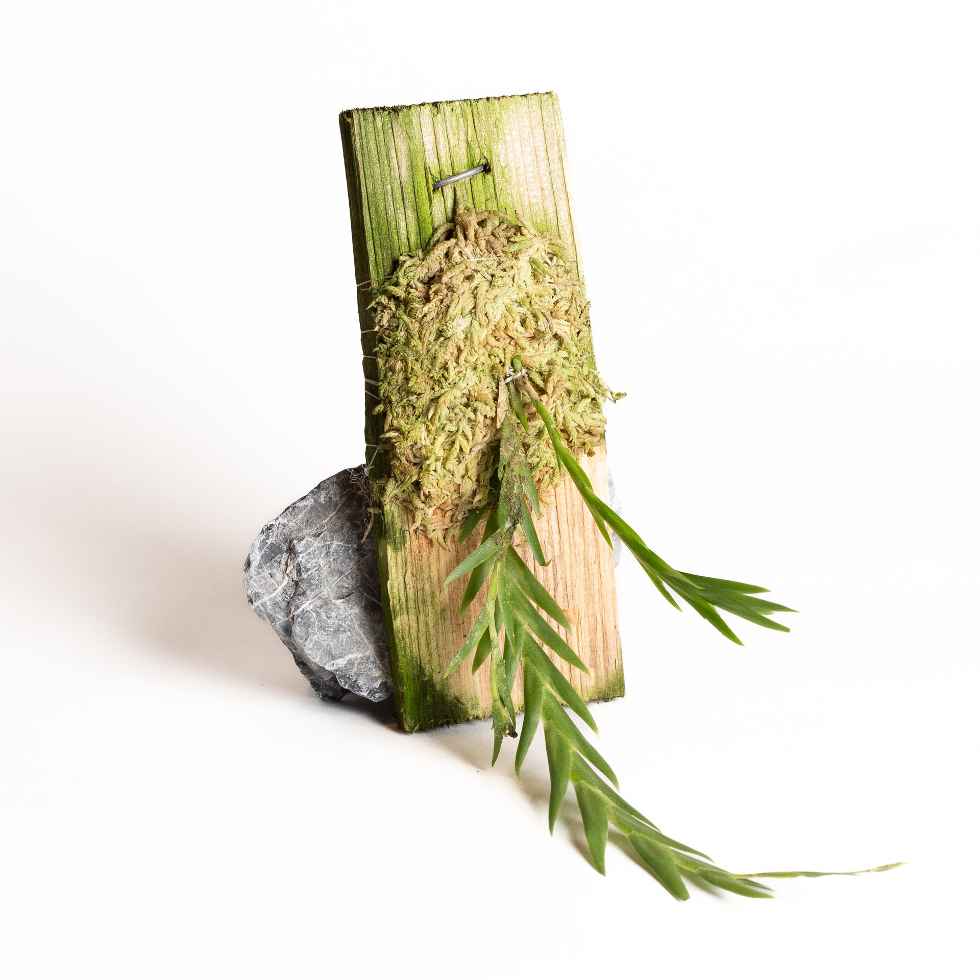 Orchid - Lockhartia hercodonta - Urban Sprouts