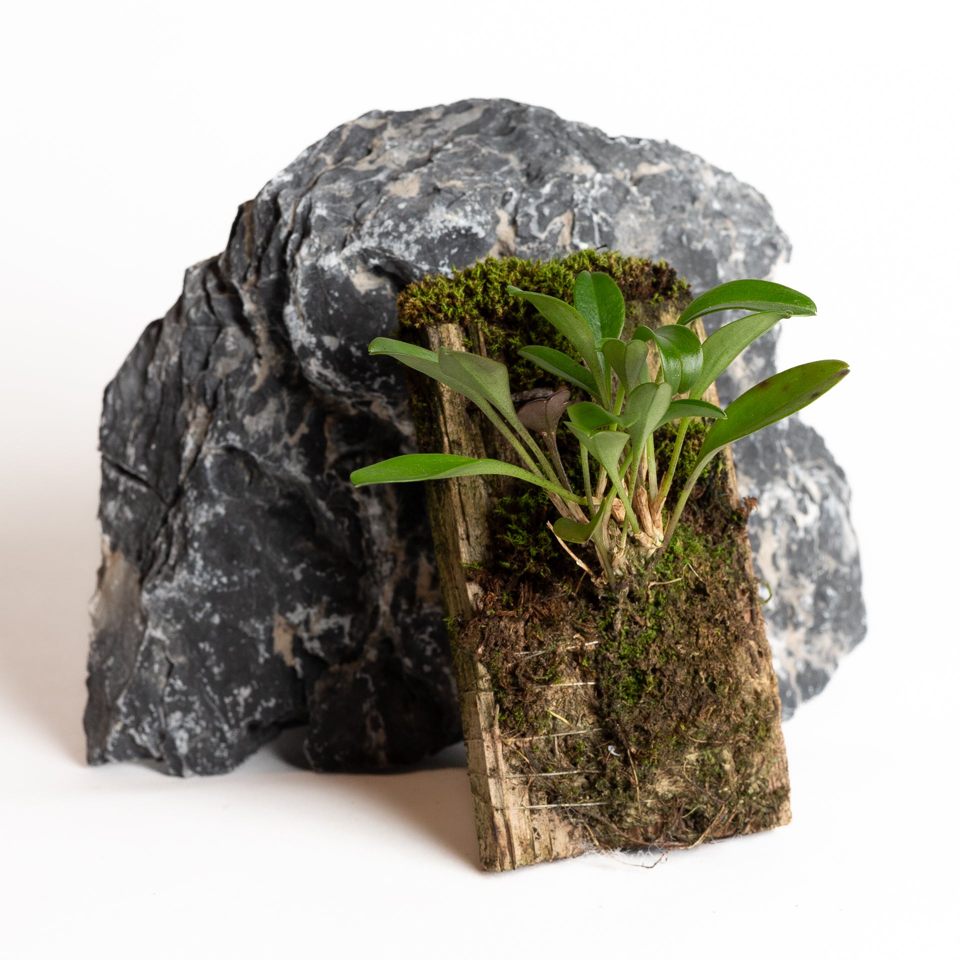 Orchid - Masdevallia nidifica - Urban Sprouts