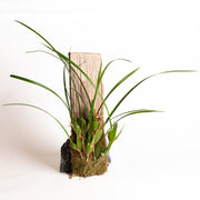 Orchid - Maxillaria tenuifolia - Urban Sprouts