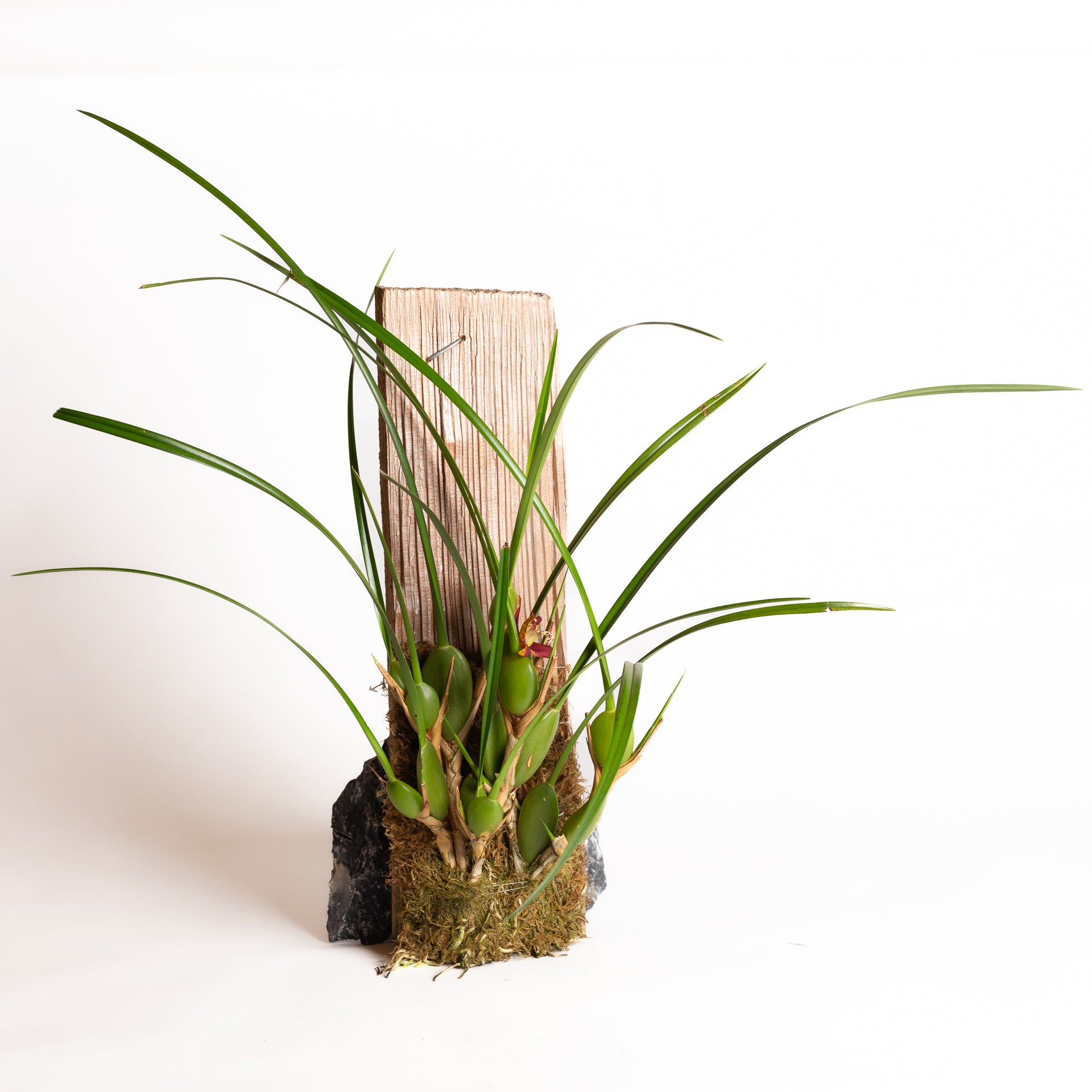 Orchid - Maxillaria tenuifolia - Urban Sprouts