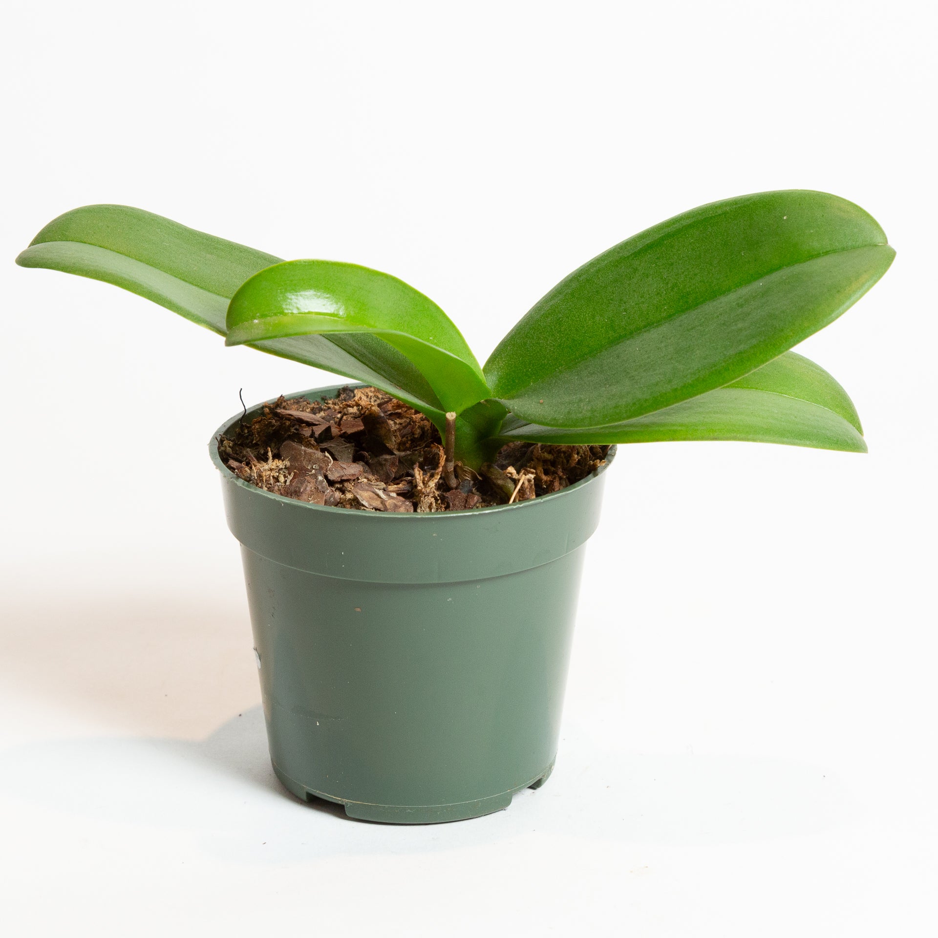 Orchid 'Moth - Phalaenopsis' 4" - Urban Sprouts