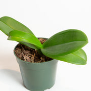Orchid 'Moth - Phalaenopsis' 4" - Urban Sprouts