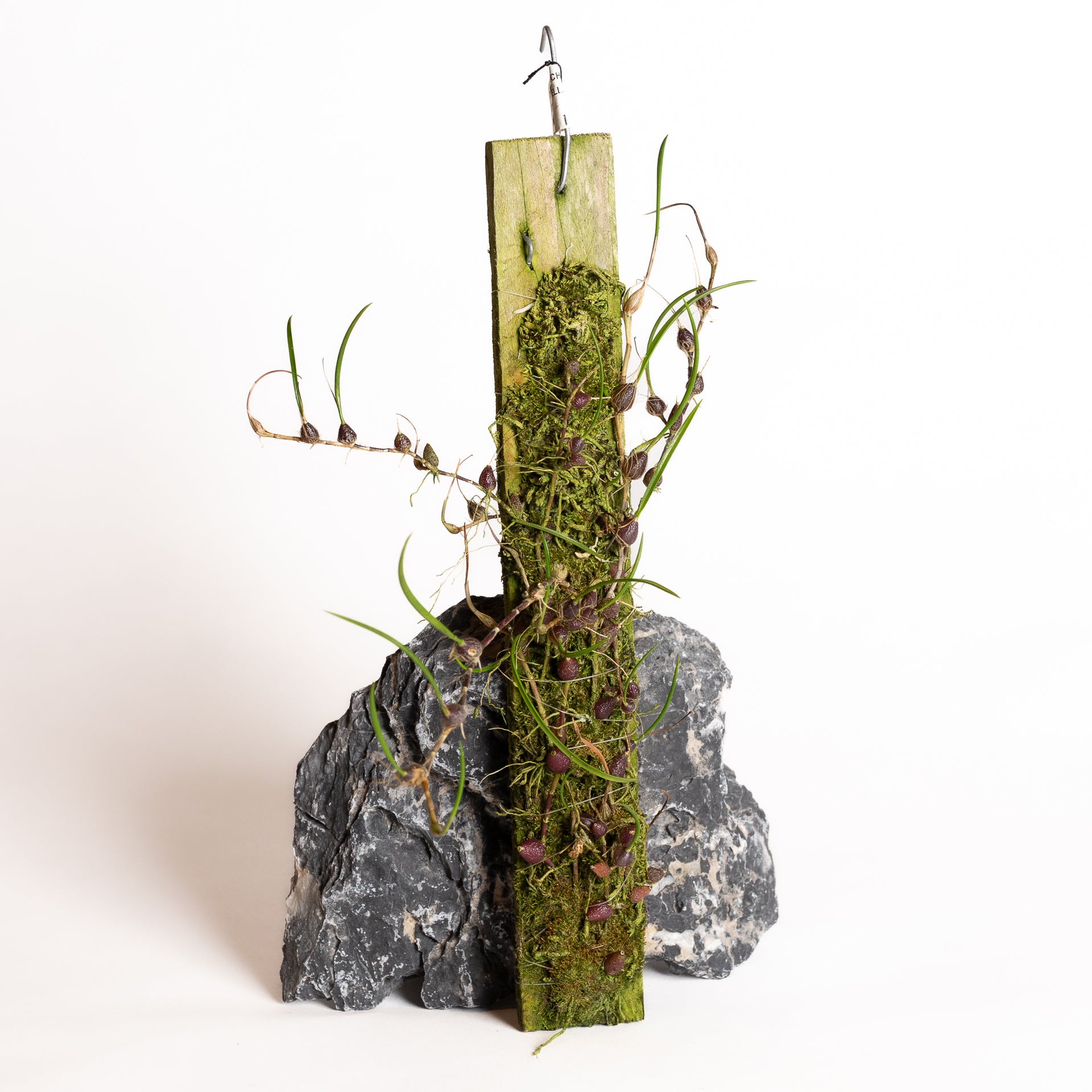 Orchid - Neolauchea pulchella - Urban Sprouts