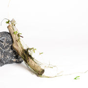 Orchid - Oncidium velutinum - Urban Sprouts