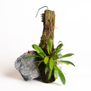 Orchid - Pleurothallis brighamii - Urban Sprouts
