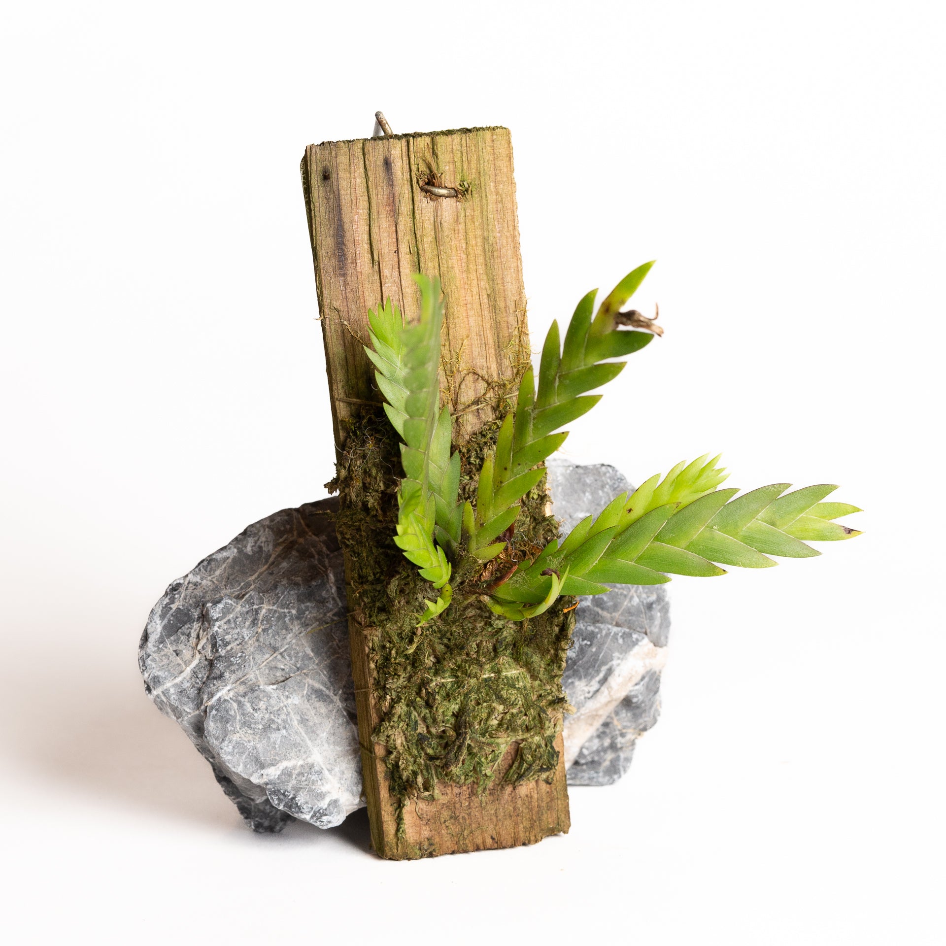 Orchid - Podochilus cultratus - Urban Sprouts