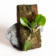 Orchid - Restrepia angustilabia - Urban Sprouts