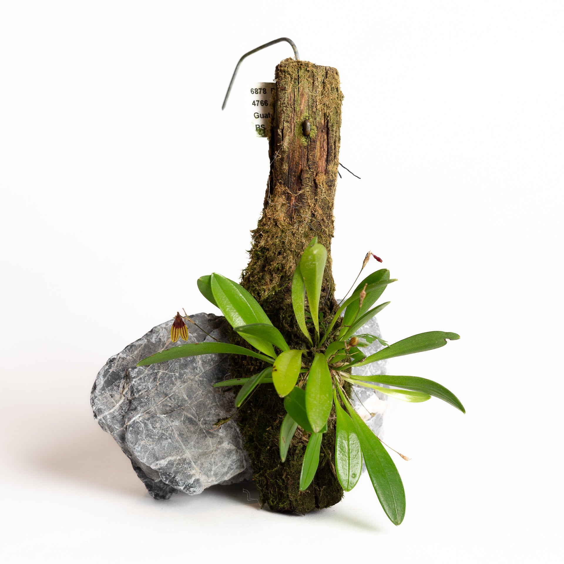 Orchid - Stelis pusilla - Urban Sprouts