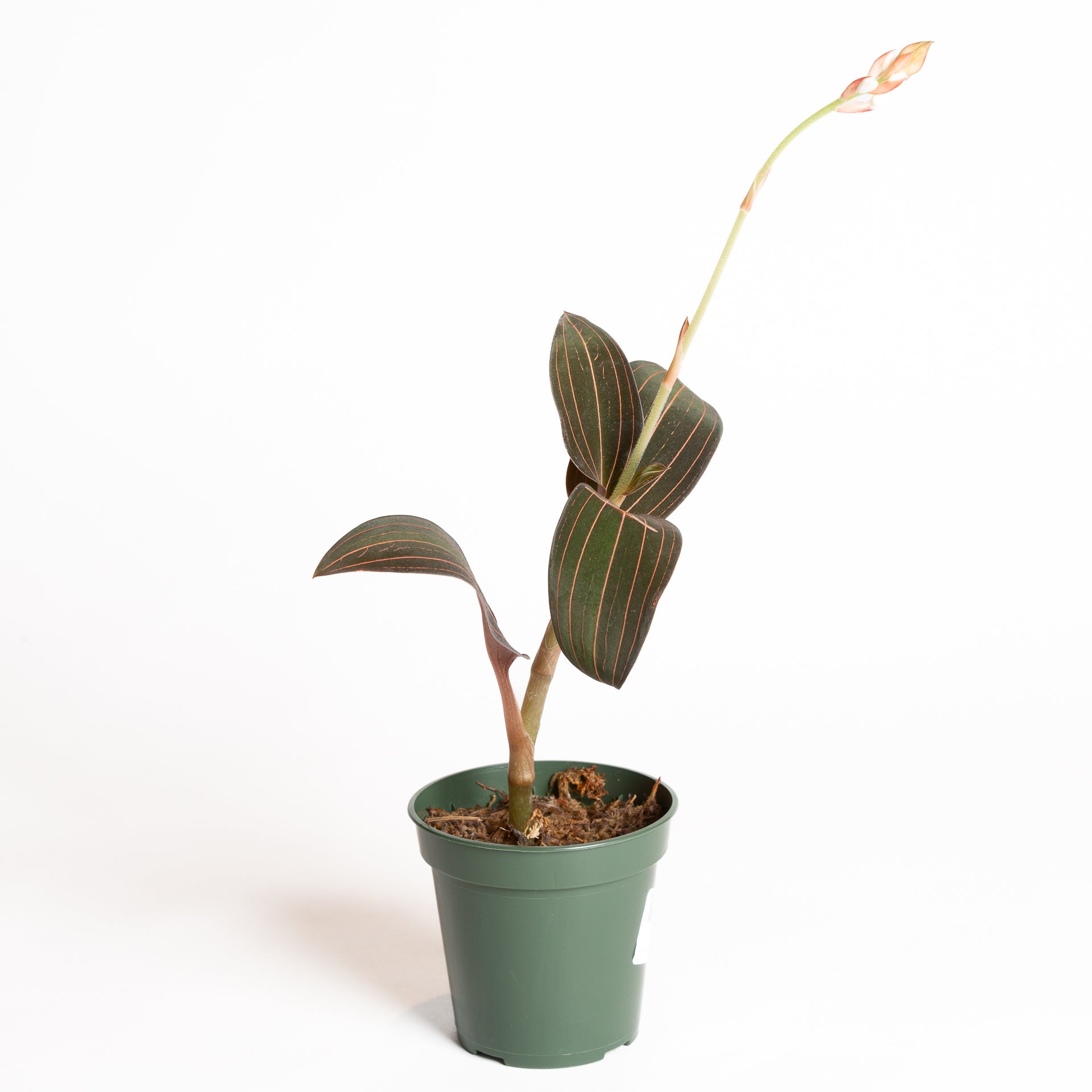 Orchid 'Jewel' 4" - Urban Sprouts